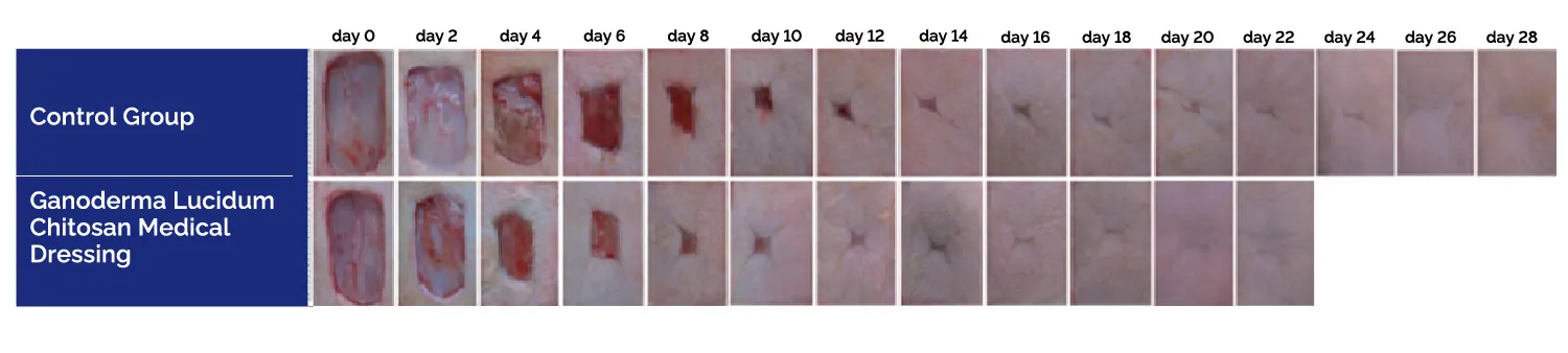 rapid skin wound healling